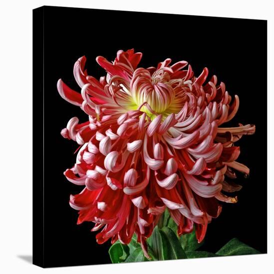 Pink Chrysanthemum 3-Magda Indigo-Stretched Canvas