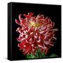 Pink Chrysanthemum 3-Magda Indigo-Framed Stretched Canvas