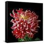 Pink Chrysanthemum 3-Magda Indigo-Framed Stretched Canvas