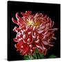 Pink Chrysanthemum 3-Magda Indigo-Stretched Canvas