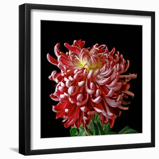 Pink Chrysanthemum 3-Magda Indigo-Framed Photographic Print