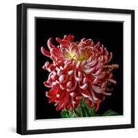 Pink Chrysanthemum 3-Magda Indigo-Framed Photographic Print