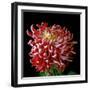 Pink Chrysanthemum 3-Magda Indigo-Framed Photographic Print