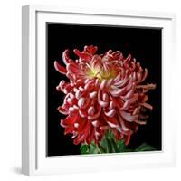 Pink Chrysanthemum 3-Magda Indigo-Framed Photographic Print