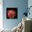 Pink Chrysanthemum 3-Magda Indigo-Photographic Print displayed on a wall