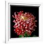 Pink Chrysanthemum 3-Magda Indigo-Framed Photographic Print