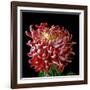 Pink Chrysanthemum 3-Magda Indigo-Framed Photographic Print