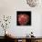 Pink Chrysanthemum 3-Magda Indigo-Mounted Photographic Print displayed on a wall