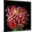 Pink Chrysanthemum 3-Magda Indigo-Mounted Photographic Print