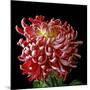 Pink Chrysanthemum 3-Magda Indigo-Mounted Photographic Print