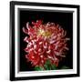 Pink Chrysanthemum 3-Magda Indigo-Framed Photographic Print