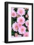 Pink chrystanthemum flowers, from Wiltshire garden, UK-Nick Upton-Framed Photographic Print