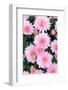 Pink chrystanthemum flowers, from Wiltshire garden, UK-Nick Upton-Framed Photographic Print