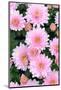 Pink chrystanthemum flowers, from Wiltshire garden, UK-Nick Upton-Mounted Photographic Print