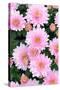 Pink chrystanthemum flowers, from Wiltshire garden, UK-Nick Upton-Stretched Canvas