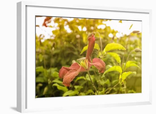 Pink Clematis in Summer-Savanah Stewart-Framed Photographic Print