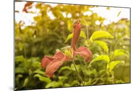 Pink Clematis in Summer-Savanah Stewart-Mounted Photographic Print