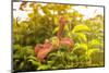 Pink Clematis in Summer-Savanah Stewart-Mounted Photographic Print