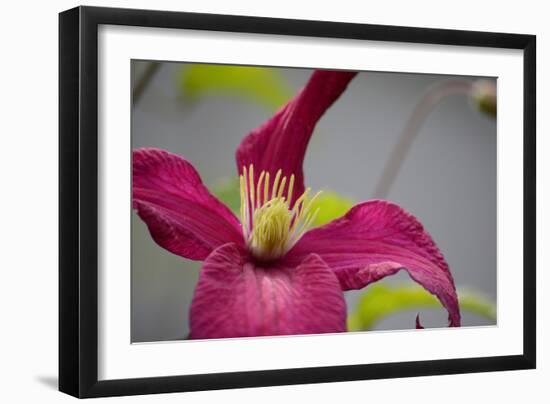 Pink Clematis-Savanah Stewart-Framed Photographic Print