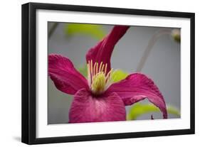 Pink Clematis-Savanah Stewart-Framed Photographic Print