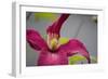 Pink Clematis-Savanah Stewart-Framed Photographic Print