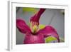 Pink Clematis-Savanah Stewart-Framed Photographic Print