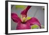 Pink Clematis-Savanah Stewart-Framed Photographic Print