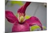 Pink Clematis-Savanah Stewart-Mounted Photographic Print