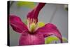 Pink Clematis-Savanah Stewart-Stretched Canvas