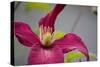 Pink Clematis-Savanah Stewart-Stretched Canvas