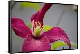 Pink Clematis-Savanah Stewart-Framed Stretched Canvas