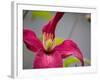 Pink Clematis-Savanah Plank-Framed Photo