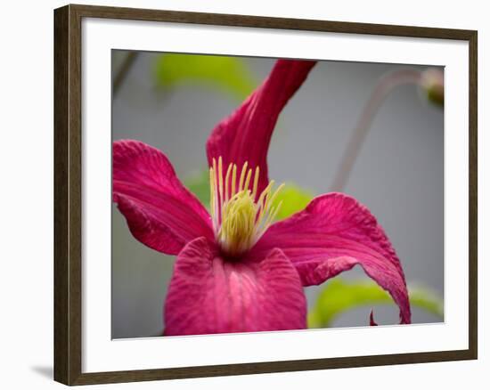 Pink Clematis-Savanah Plank-Framed Photo