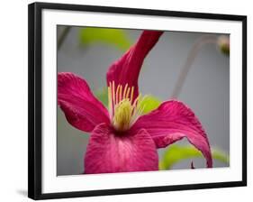 Pink Clematis-Savanah Plank-Framed Photo