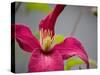 Pink Clematis-Savanah Plank-Stretched Canvas