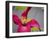 Pink Clematis-Savanah Plank-Framed Photo