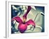 Pink Clematis-Savanah Plank-Framed Photo