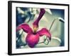 Pink Clematis-Savanah Plank-Framed Photo