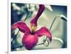 Pink Clematis-Savanah Plank-Framed Photo