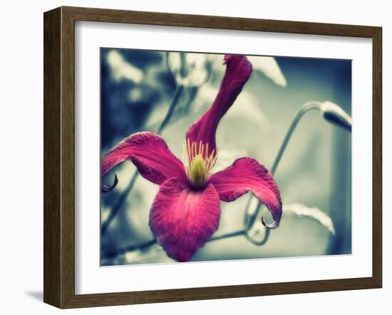 Pink Clematis-Savanah Plank-Framed Photo