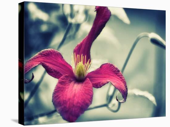 Pink Clematis-Savanah Plank-Stretched Canvas