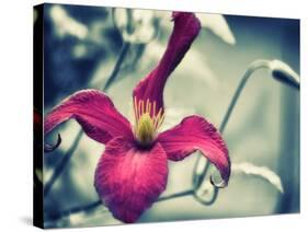 Pink Clematis-Savanah Plank-Stretched Canvas