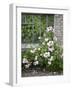 Pink Climbing Roses in Front of Old Greenhouse-Andrea Haase-Framed Photographic Print