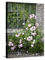 Pink Climbing Roses in Front of Old Greenhouse-Andrea Haase-Stretched Canvas