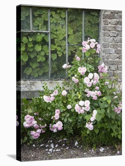 Pink Climbing Roses in Front of Old Greenhouse-Andrea Haase-Stretched Canvas