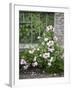 Pink Climbing Roses in Front of Old Greenhouse-Andrea Haase-Framed Photographic Print