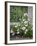 Pink Climbing Roses in Front of Old Greenhouse-Andrea Haase-Framed Photographic Print