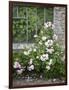 Pink Climbing Roses in Front of Old Greenhouse-Andrea Haase-Framed Photographic Print