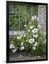 Pink Climbing Roses in Front of Old Greenhouse-Andrea Haase-Framed Photographic Print