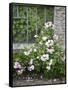 Pink Climbing Roses in Front of Old Greenhouse-Andrea Haase-Framed Stretched Canvas